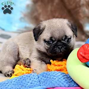 Monty, Pug Puppy